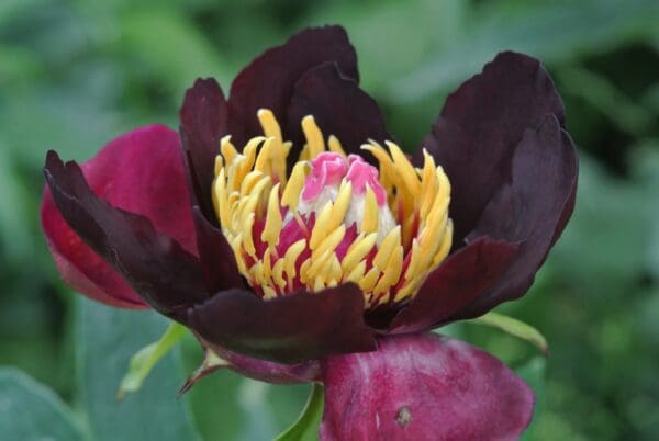 A dark maroon flower with vibrant yellow and pink center details.