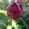 A deep red peony bud beginning to bloom in a garden.