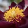 Close-up of a vibrant yellow flower center with dark maroon petals.