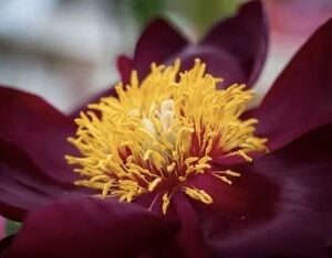 Close-up of a vibrant yellow flower center with dark maroon petals.