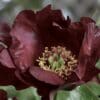 Close-up of a dark red peony flower with intricate stamens.