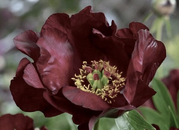 Close-up of a dark red peony flower with intricate stamens.