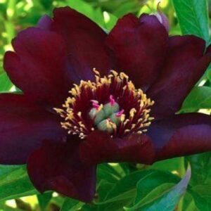 A deep burgundy flower with yellow stamens blooming amidst green leaves.