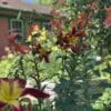 Close-up of vibrant lilies blooming in a garden with a house in the background.