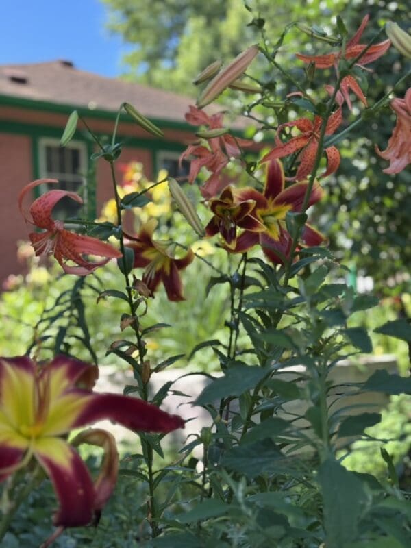 Close-up of vibrant lilies blooming in a garden with a house in the background.