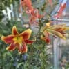 Vibrant orange and yellow lilies blooming gracefully outdoors.