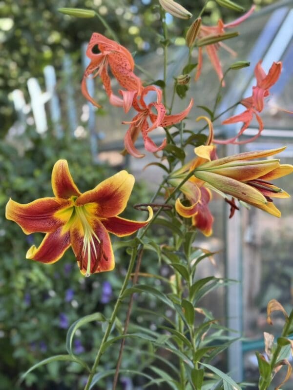 Vibrant orange and yellow lilies blooming gracefully outdoors.