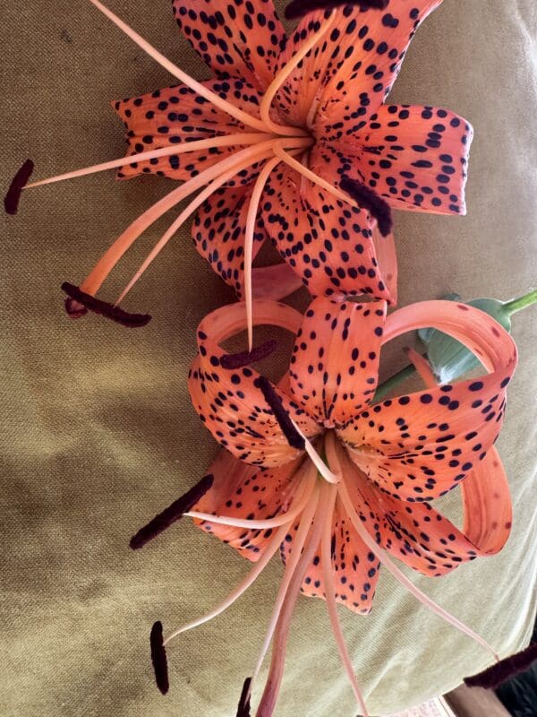 Close-up of vibrant orange tiger lilies with dark spots and long stamens.