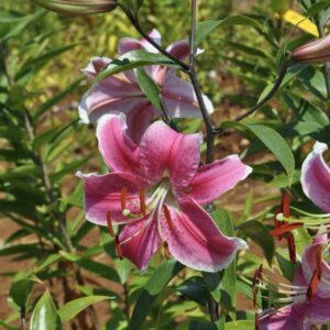 A vibrant pink lily flower blooming outdoors among green leaves.
