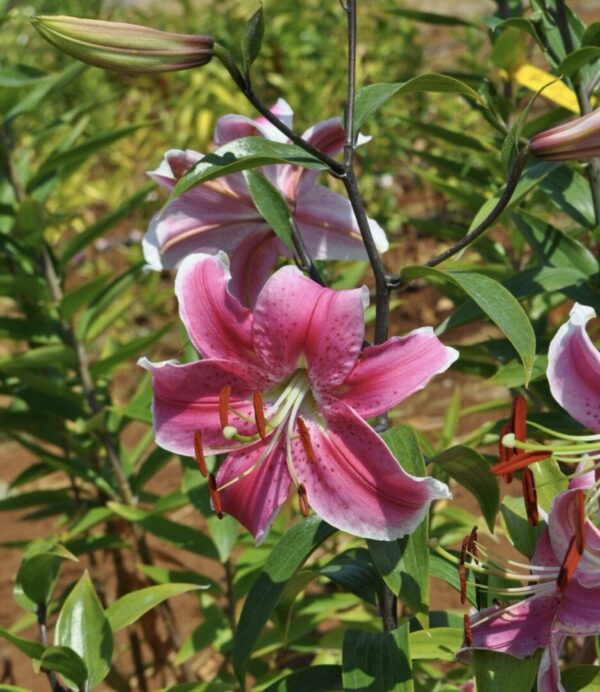 A vibrant pink lily flower blooming outdoors among green leaves.