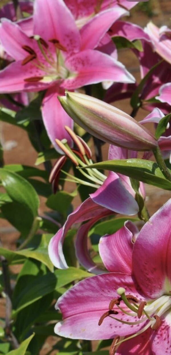 Close-up of vibrant pink lilies with green leaves.