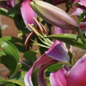 Close-up of vibrant pink lilies with green leaves.
