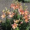 Cluster of peach-colored lilies blooming outdoors in sunlight.