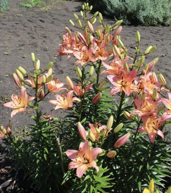 Cluster of peach-colored lilies blooming outdoors in sunlight.