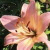 Close-up of a pink lily flower with prominent stamens.