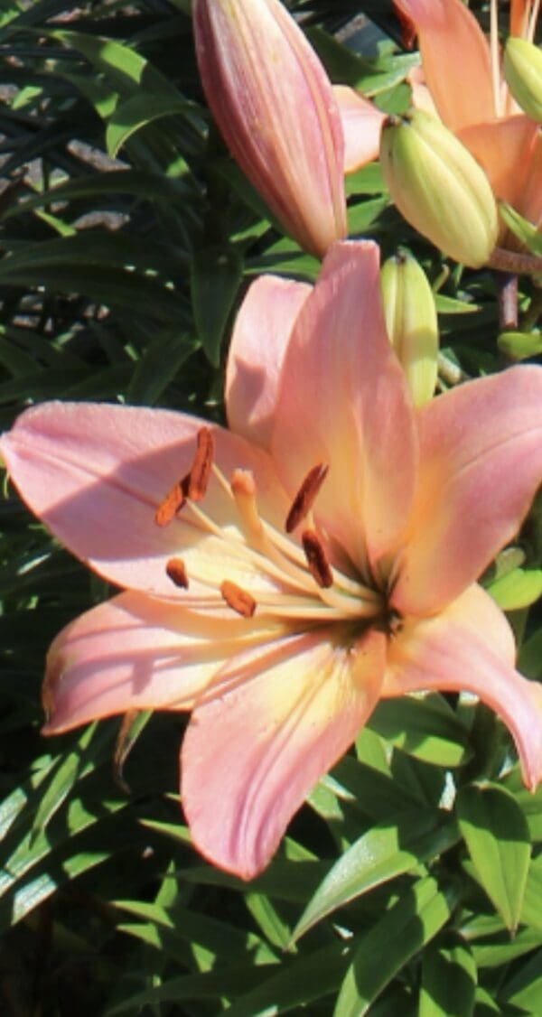 Close-up of a pink lily flower with prominent stamens.