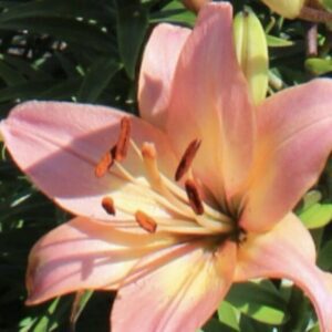 Close-up of a pink lily flower with prominent stamens.