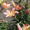 Cluster of peach-colored lilies blooming outdoors.