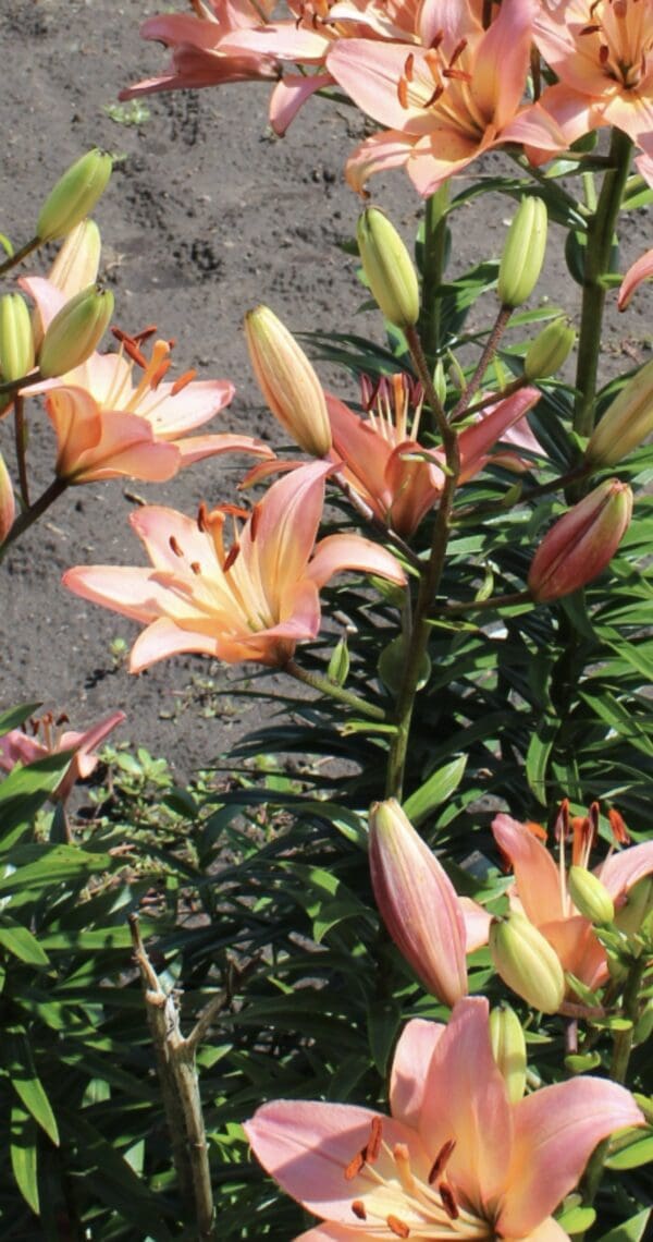 Cluster of peach-colored lilies blooming outdoors.
