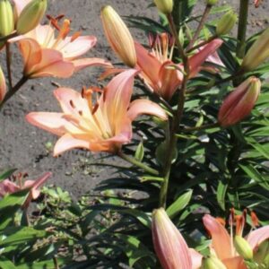 Cluster of peach-colored lilies blooming outdoors.