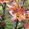 Close-up of blooming pink lilies with green leaves.
