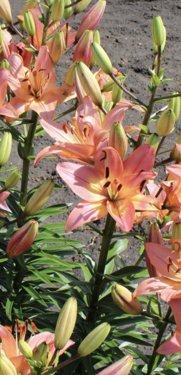 Close-up of blooming pink lilies with green leaves.