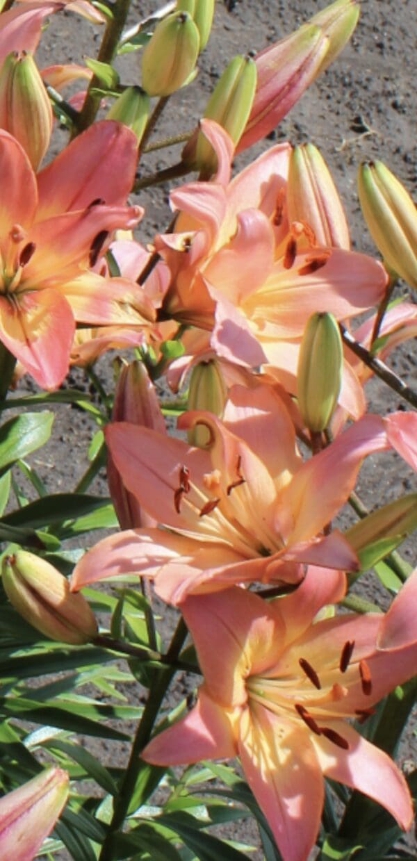 Close-up of vibrant pink lilies blooming outdoors in sunlight.
