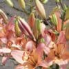 Cluster of blooming pink lilies with green foliage.