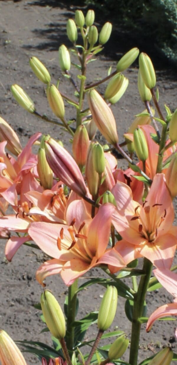 Cluster of blooming pink lilies with green foliage.