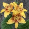 Yellow lilies with brown speckles blooming vibrantly.