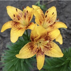 Yellow lilies with brown speckles blooming vibrantly.