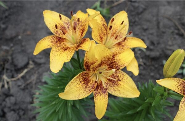 Yellow lilies with brown speckles blooming vibrantly.