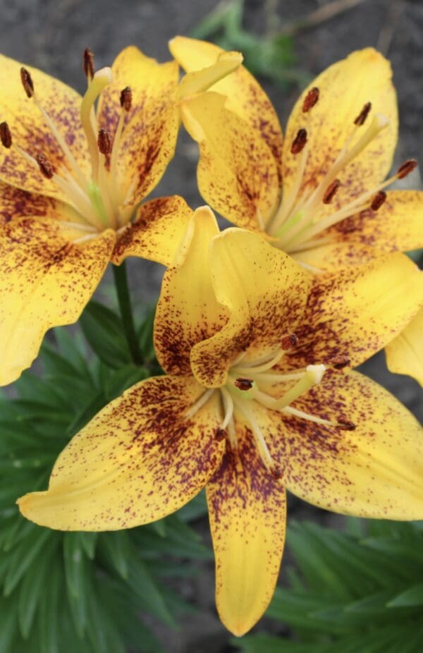 Close-up of vibrant yellow lilies with dark speckles.
