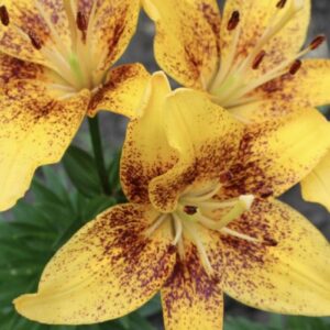 Close-up of vibrant yellow lilies with dark speckles.