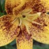 Close-up of a yellow and brown speckled lily flower.