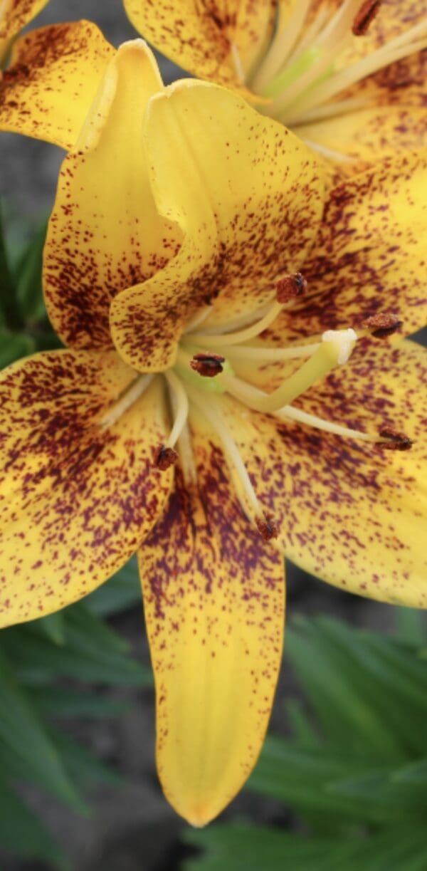 Close-up of a yellow and brown speckled lily flower.