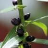 Close-up of dark seed pods on a green plant stem.