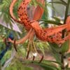 Close-up of an orange tiger lily flower with spotted petals.