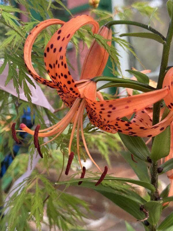 Close-up of an orange tiger lily flower with spotted petals.