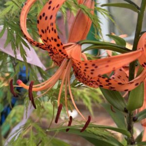 Close-up of an orange tiger lily flower with spotted petals.