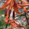 Close-up of vibrant orange tiger lilies with spotted petals.