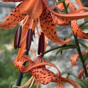 Close-up of vibrant orange tiger lilies with dark spots and prominent stamens.
