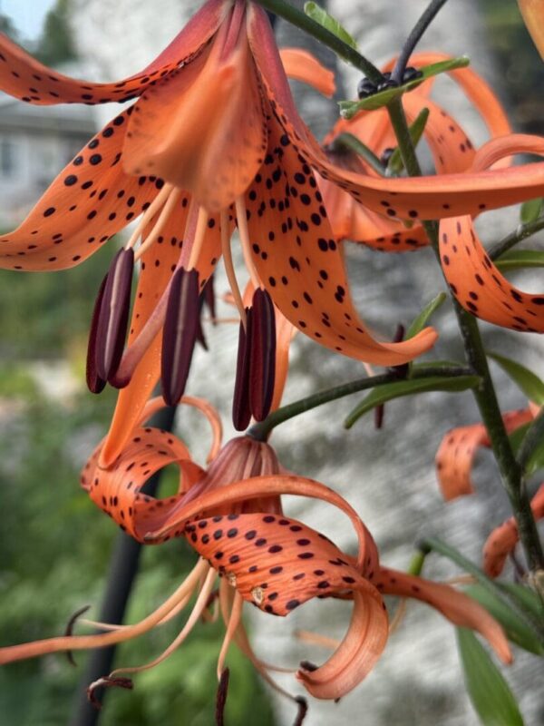 Close-up of vibrant orange tiger lilies with dark spots and prominent stamens.