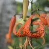 Close-up of an orange tiger lily flower with black spots.