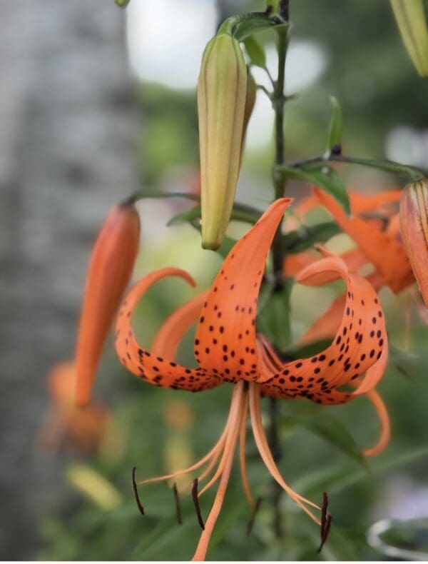 Close-up of an orange tiger lily flower with black spots.