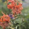 Close-up of vibrant orange tiger lilies in a garden.