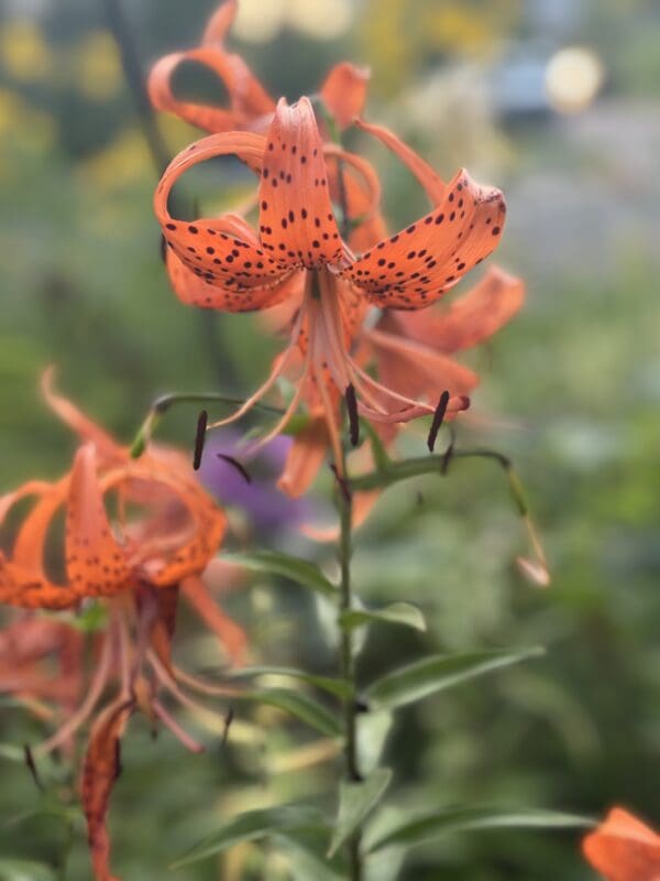 Close-up of vibrant orange tiger lilies in a garden.