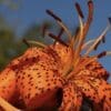 Close-up of an orange tiger lily flower with dark spots under sunlight.