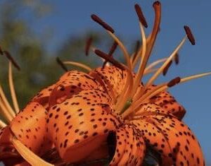 Close-up of an orange tiger lily flower with dark spots under sunlight.