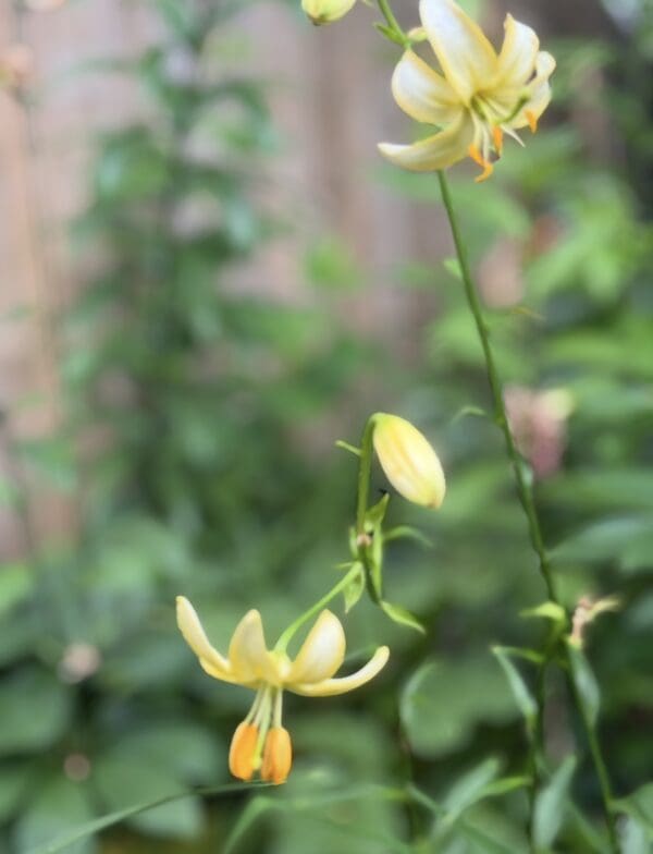 Delicate yellow flowers blooming on slender green stems.